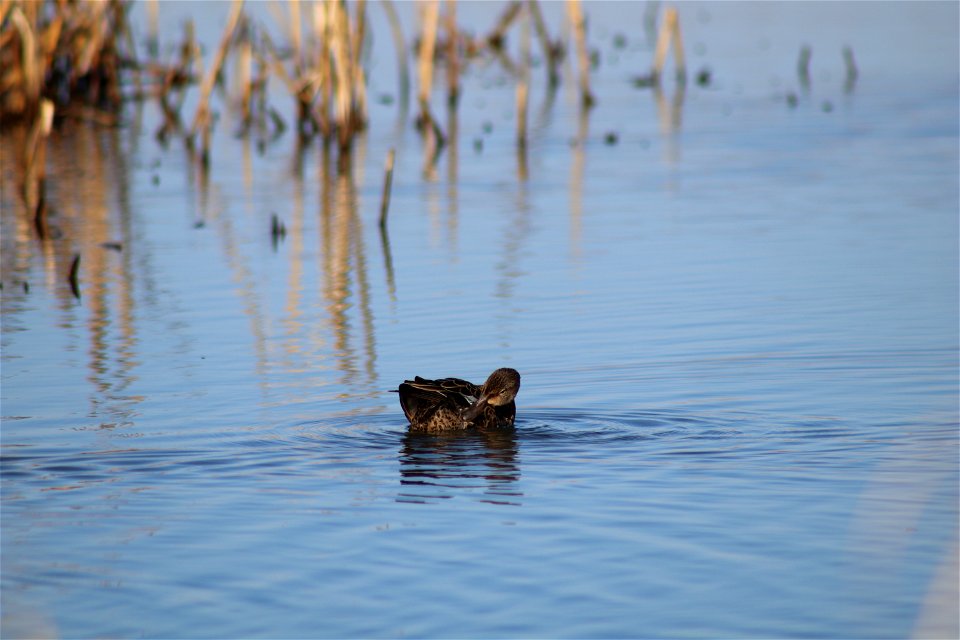 Blue-winged teal Owens Bay Lake Andes National Wildlife Refuge South Dakota photo