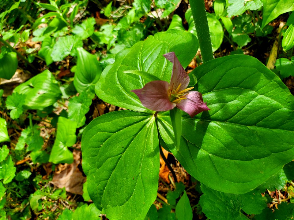 Trillium along the Beaver Lake Trail, Mt. Baker-Snoqualmie National Forest. Photo by Anne Vassar April 29, 2021.