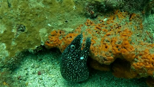 Spotted MorayTaganga Colombia