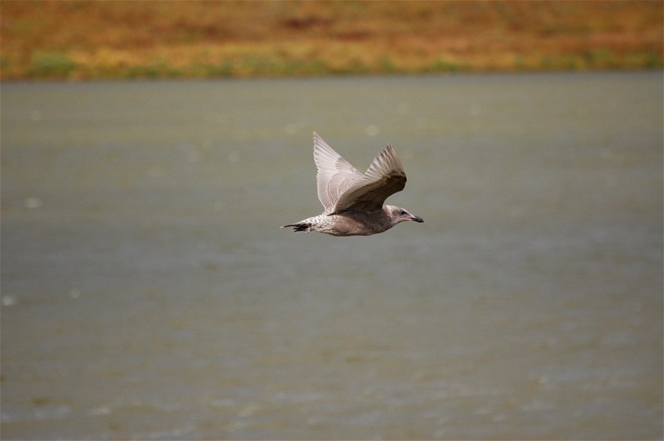 Glaucous-winged Gull