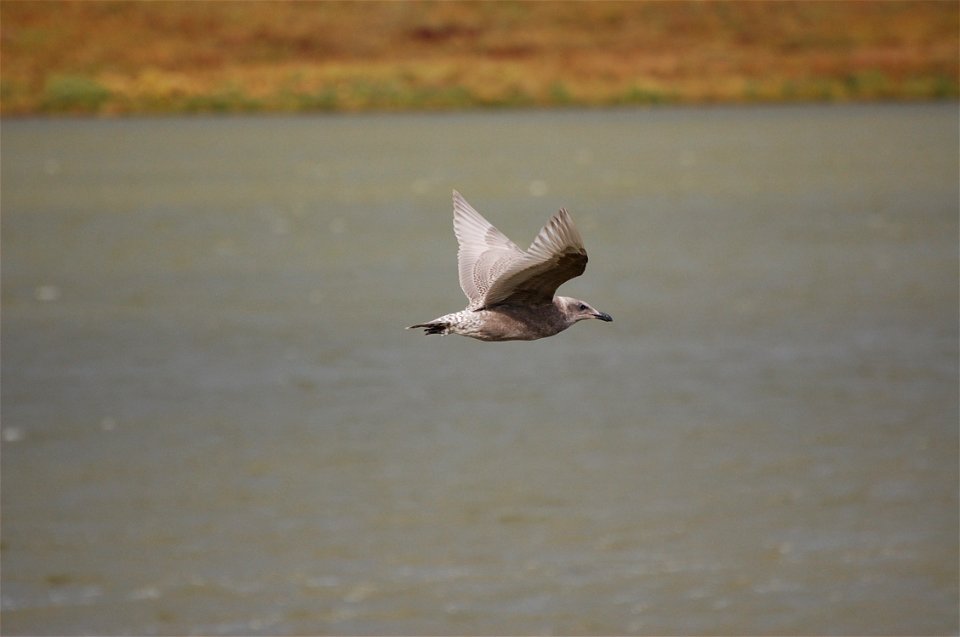 Glaucous-winged Gull photo