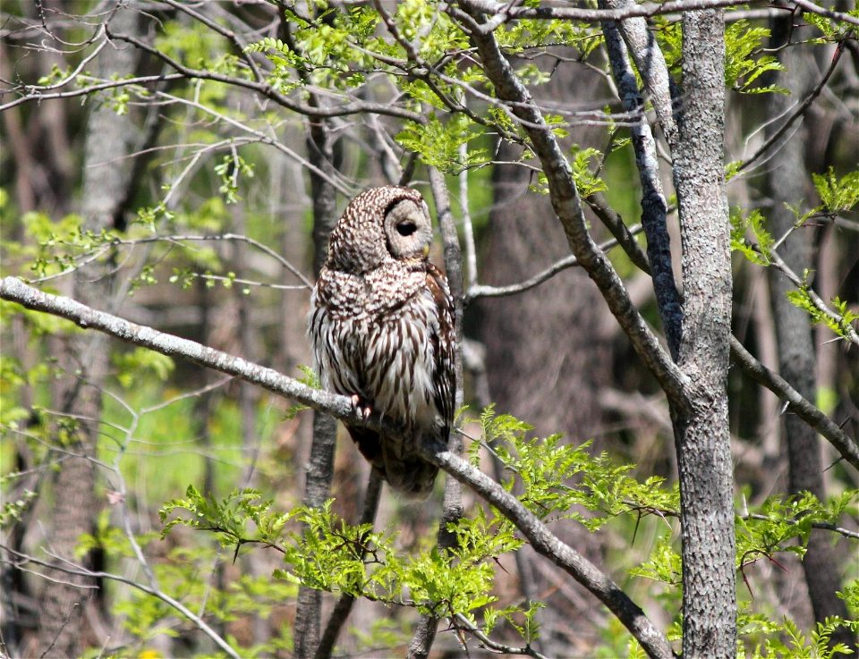 Barred Owl photo