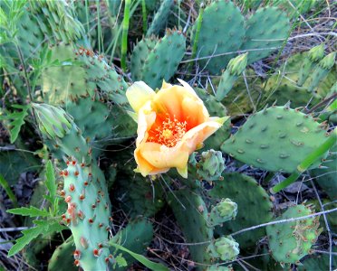 Blooming Prickly Pear Cactus photo