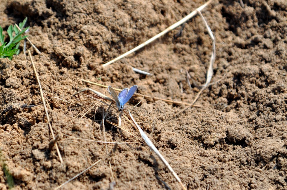 Male Karner Blue Butterfly