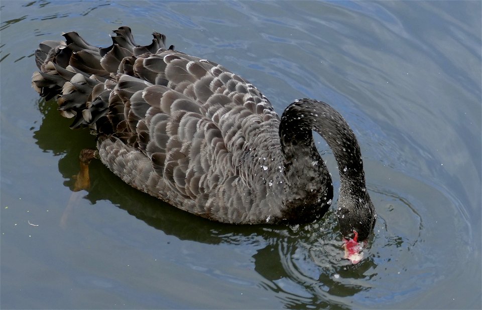 Black Swan Looking for 🐠 🐟 Fish.