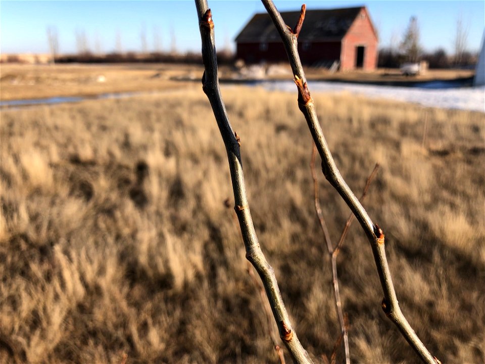 2022/365/90 Aspen Tree Buds