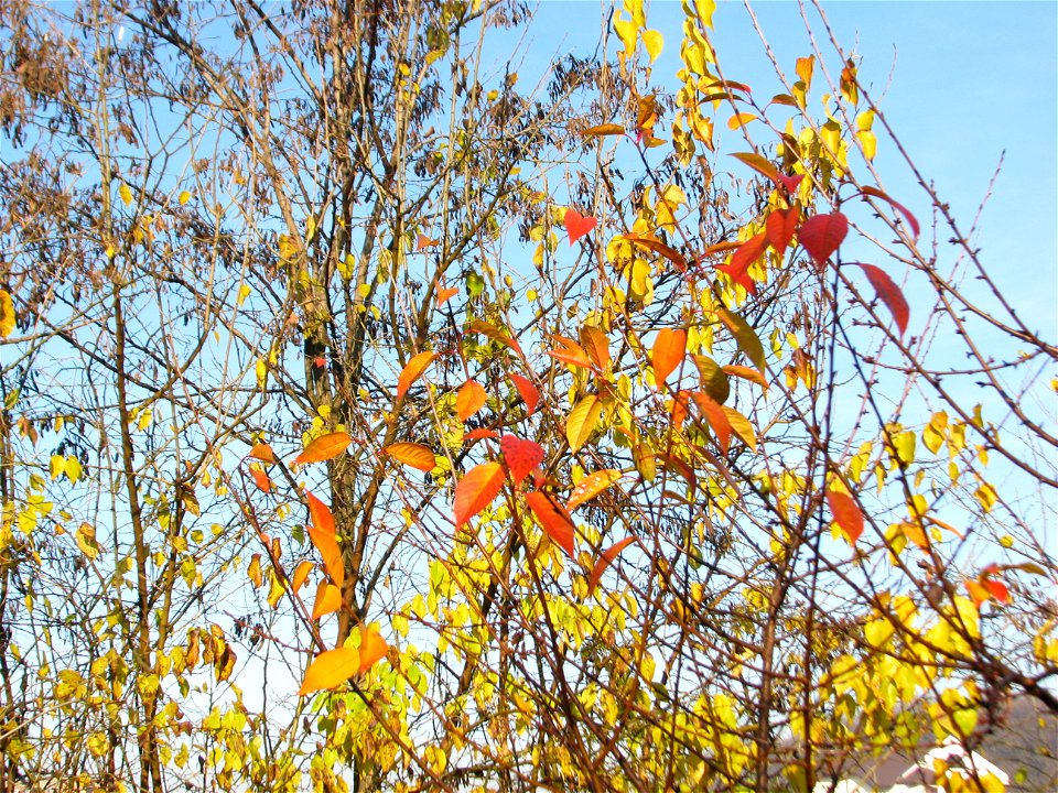 toamna_20091130_15