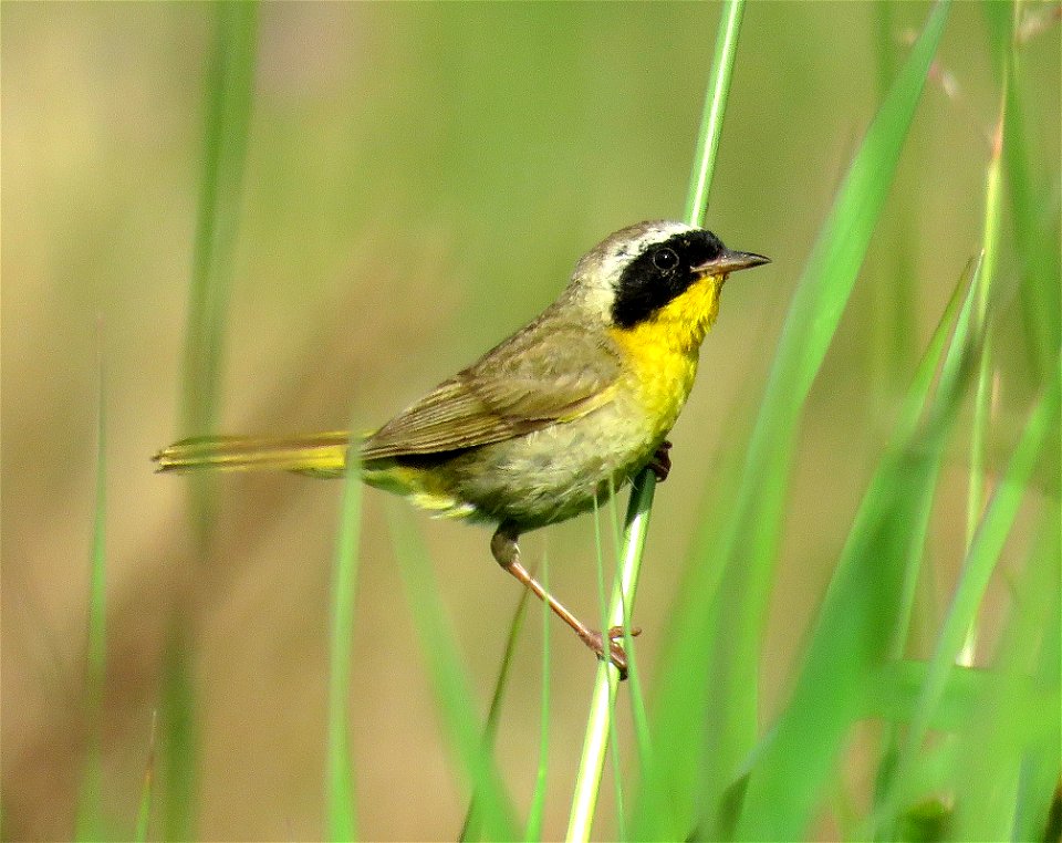 818 - COMMON YELLOWTHROAT (7-16-2021) pela road, del norte co, ca -01