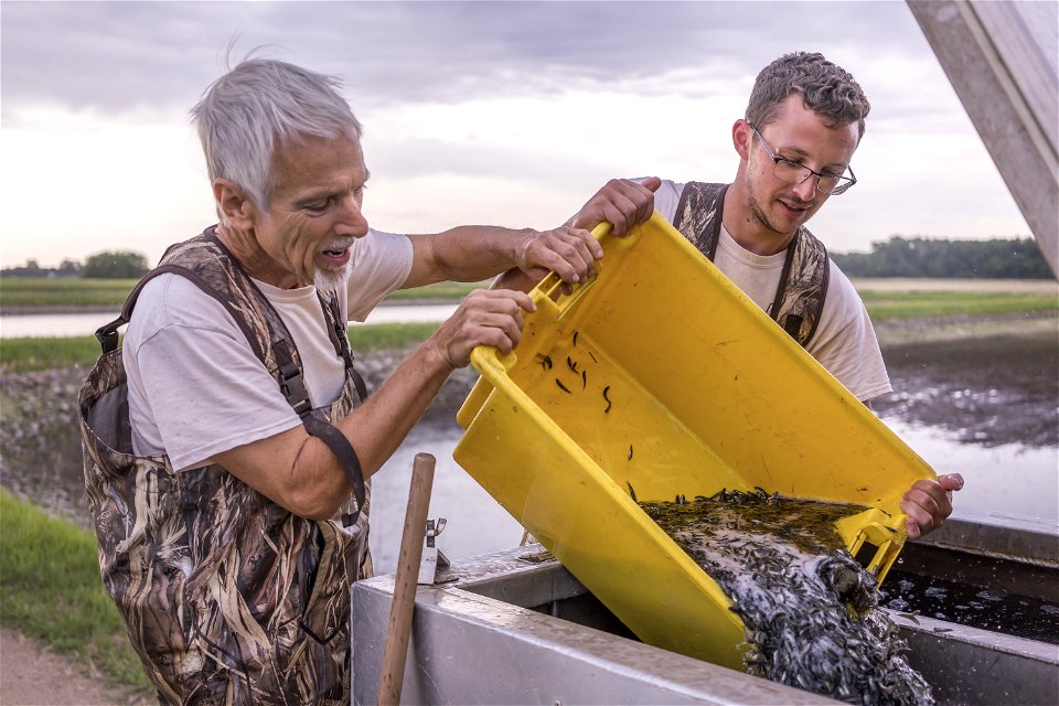 Harvesting Hatchery Fish (1) photo