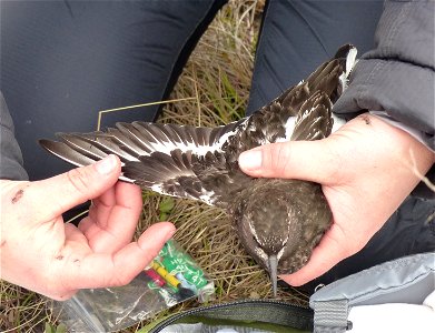 Checking Black Turnstone for wing molt photo