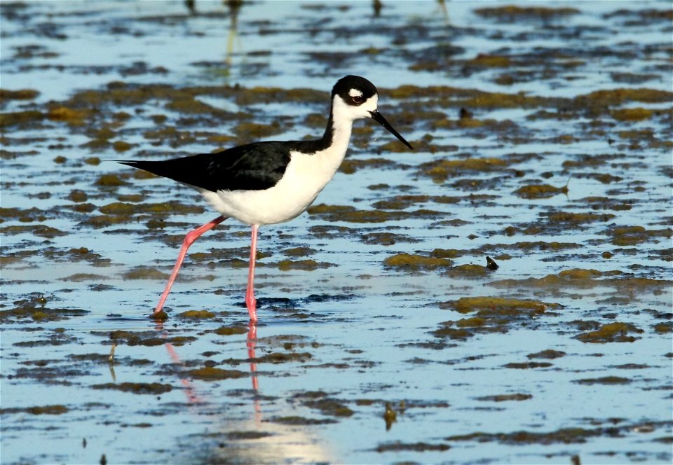 Black-Necked Stilt Huron Wetland Management District South Dakota
