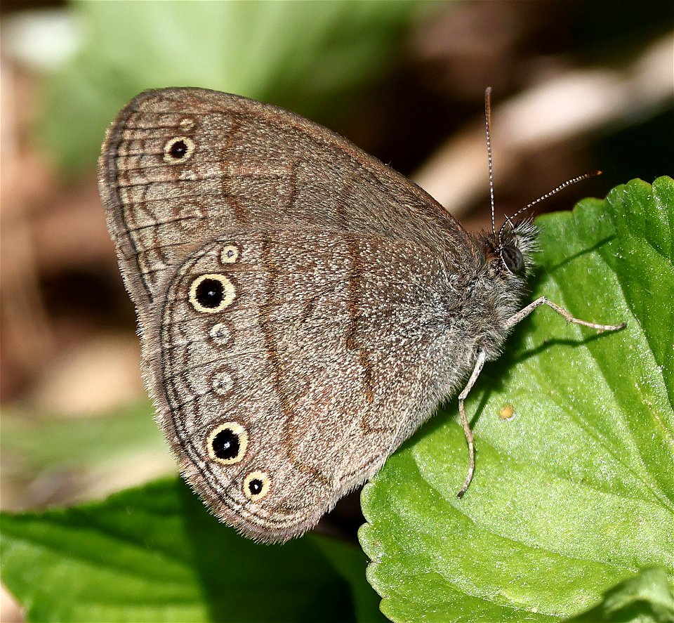 SATYR, CAROLINA (Hermeuptychia sosybius) (05-03-2023) cades cove, great smoky mt nat park, blount co, tn -01