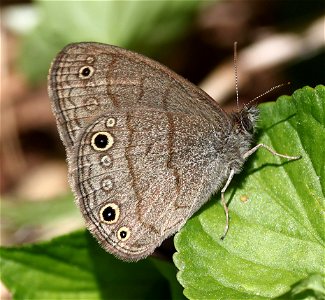 SATYR, CAROLINA (Hermeuptychia sosybius) (05-03-2023) cades cove, great smoky mt nat park, blount co, tn -01