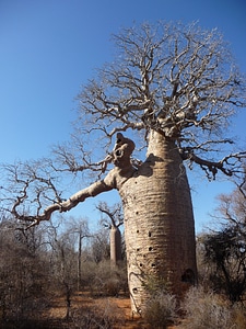 Tree africa nature