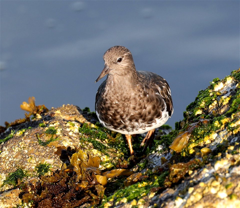 306 - BLACK TURNSTONE (9-22-2021) crescent city, del norte co, ca -08
