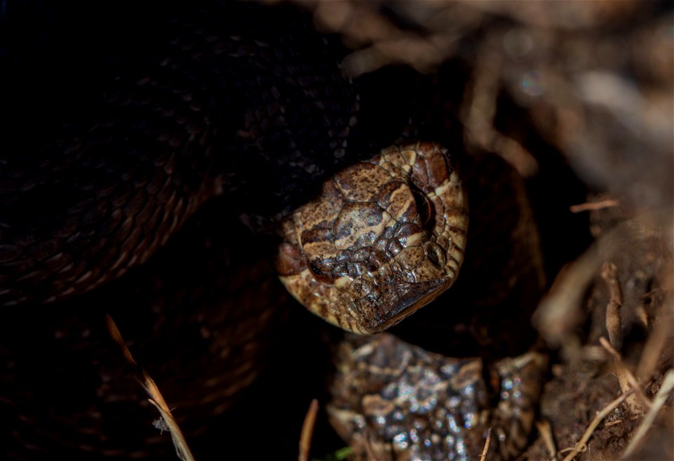 Plains hognose snake photo