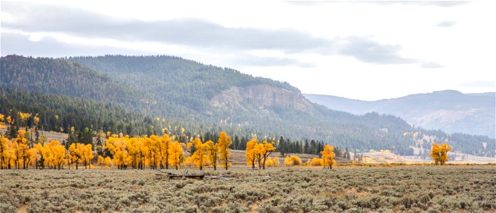 Cottonwoods and Mt. Norris