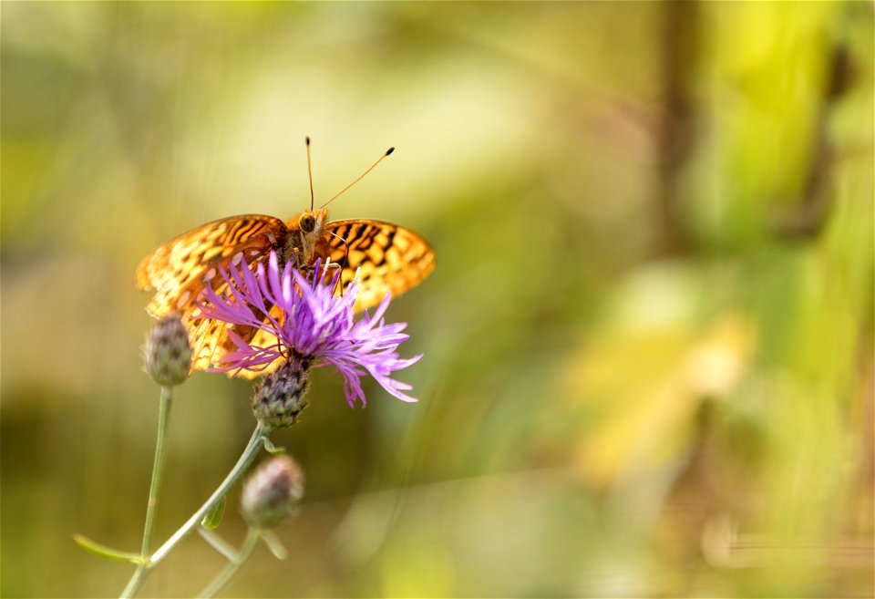 Meadow Fritillary