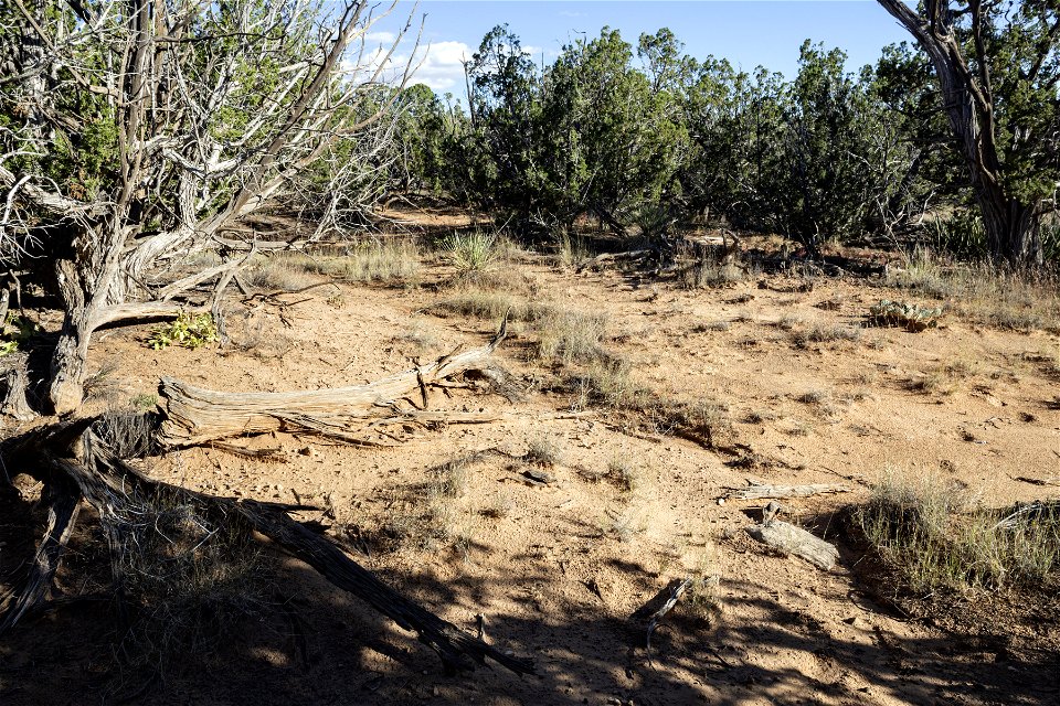 Near Grumble Gulch