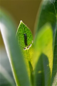 Monarch caterpillar on common milkweed photo