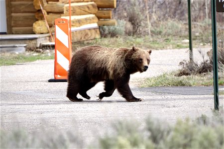 Grizzly Bear Crosses the Road at the Moose Entrance photo