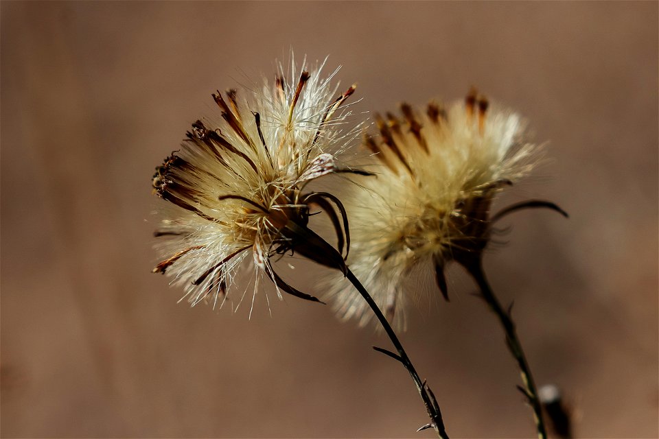 Plant gone to seed photo