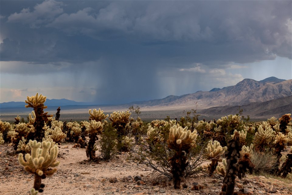 Afternoon Storm over Cholla Cactus Garden