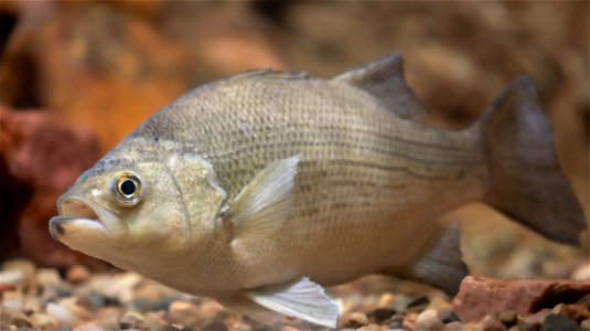 White Bass (Morone chrysops) photo