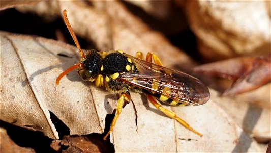 Nomada sp. (Wespenbiene) - Weibchen
