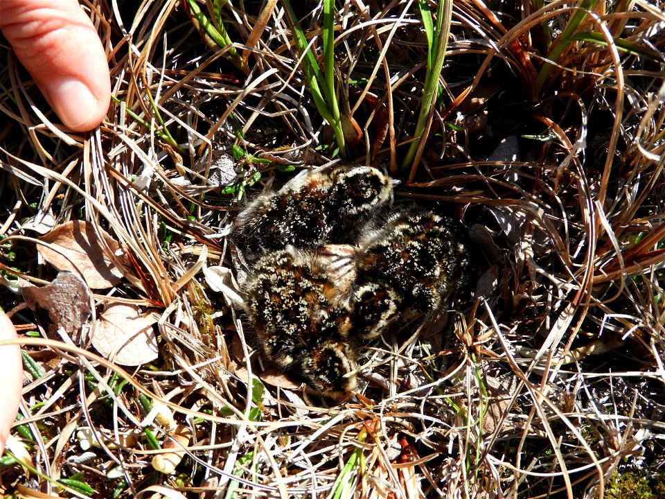 Semipalmated sandpiper chicks