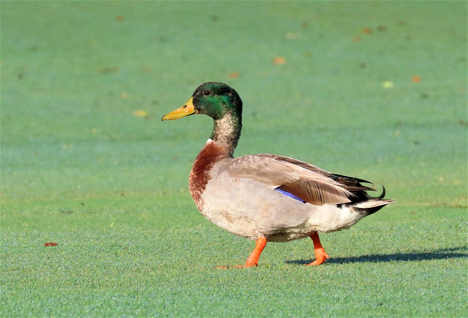 Mallard photo