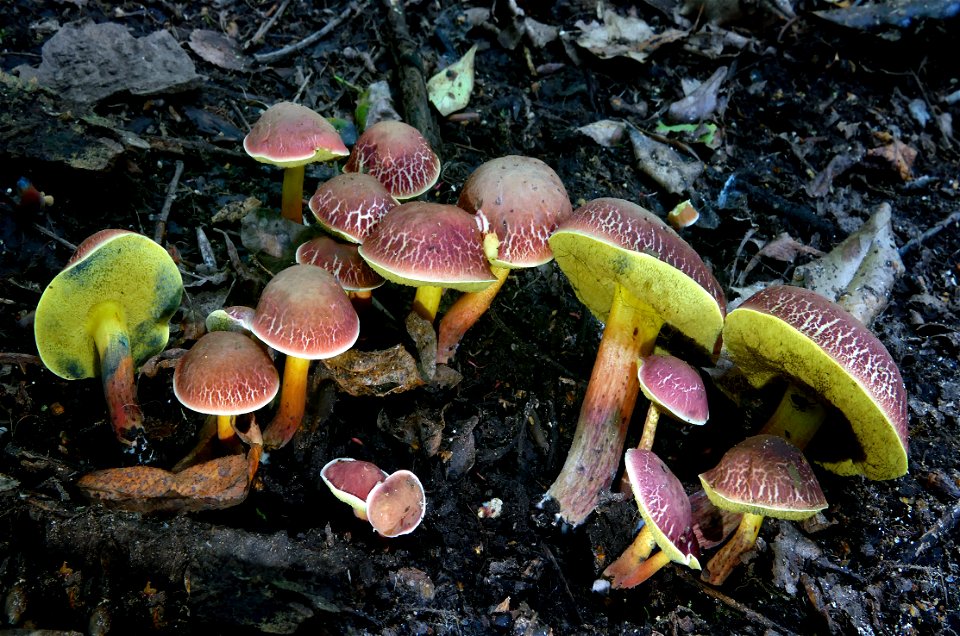 Boletus sensibilis (“Curry Bolete”)