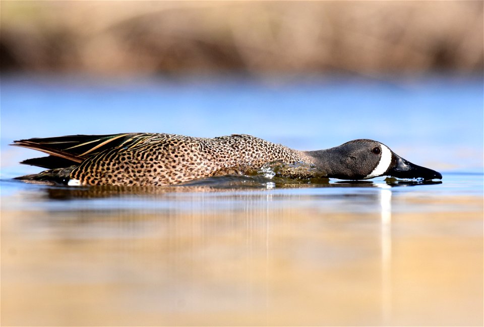 Blue-winged teal at Seedskadee National Wildlife Refuge
