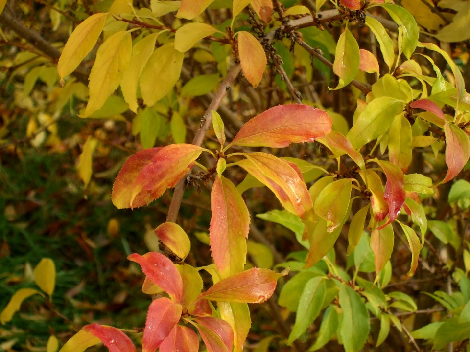 toamna2009_1120_092016