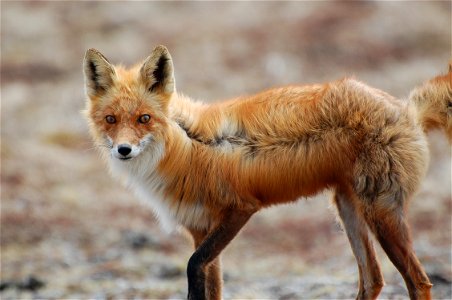 Red Fox photo