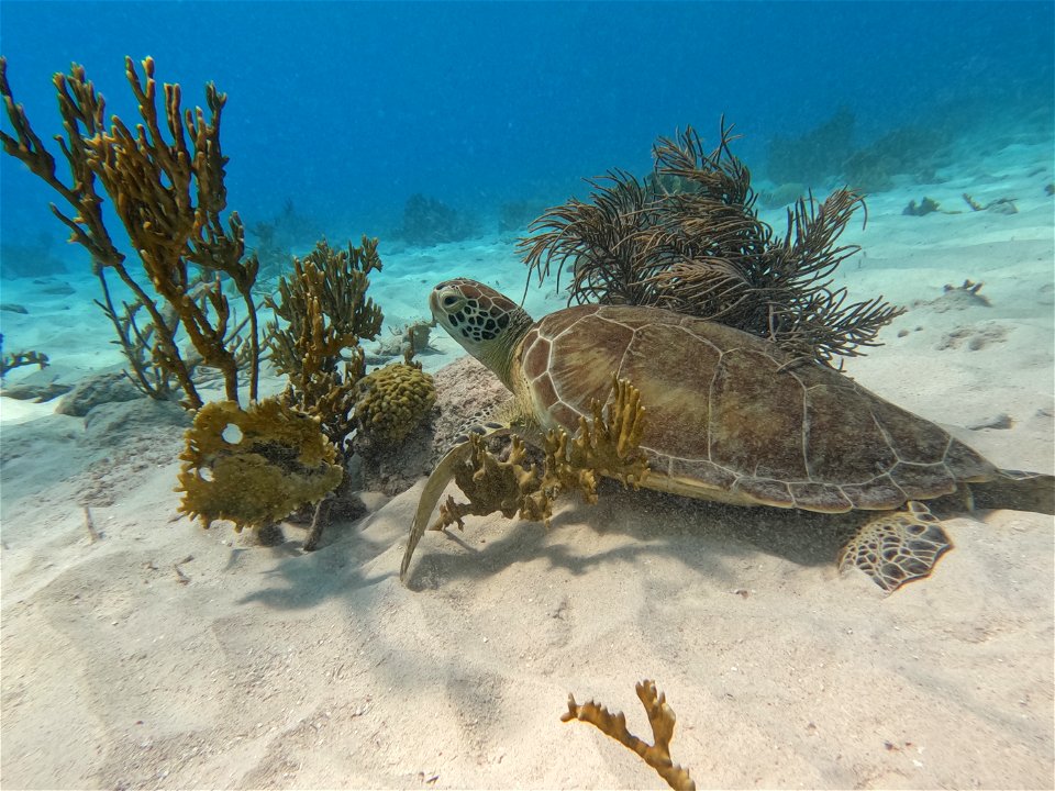 Turtle Red Slave Bonaire.