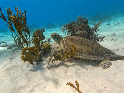 Turtle Red Slave Bonaire. photo