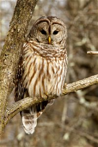 Barred Owl photo