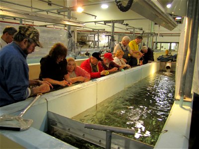 Volunteers clipping steelhead by hand, the "old" method of mass marking.