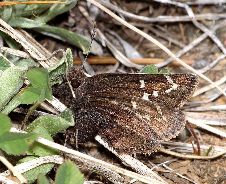 CLOUDYWING, AEMILEA (Thorybes aemilea) (07-04-2022) 6350 ft, three creek meadow campground, south of sisters, deschutes co, or (1)