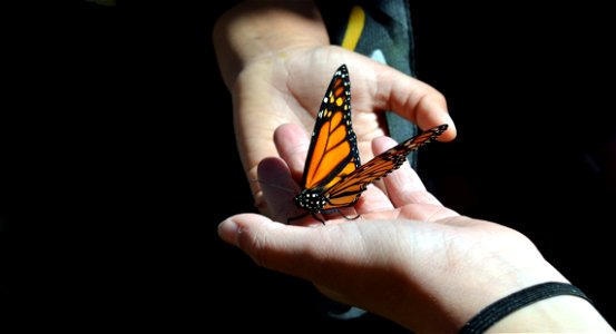 Two hands for monarchs photo