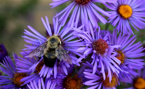 Brown Belted Bumble Bee Huron Wetland Management District