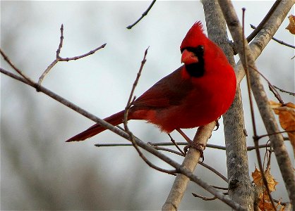 Northern Cardinal photo
