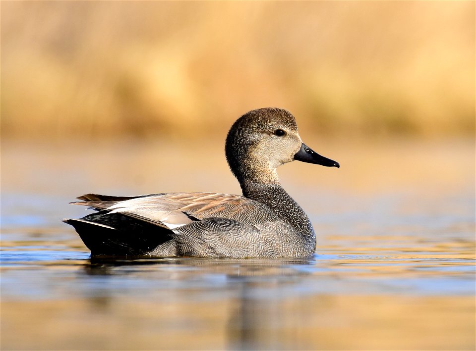 Gadwall at Seedskadee National Wildlife Refuge