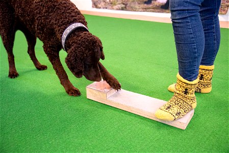 SmartDog, Riihimäki