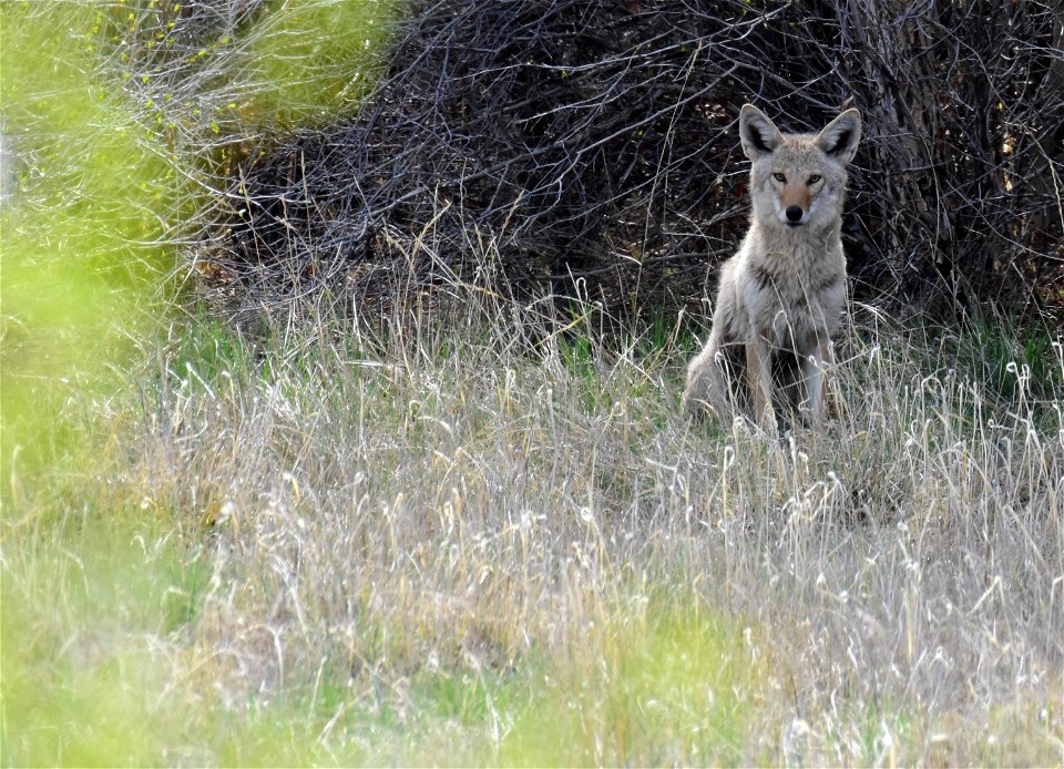 Coyote on Seedskadee National Wildlife Refuge