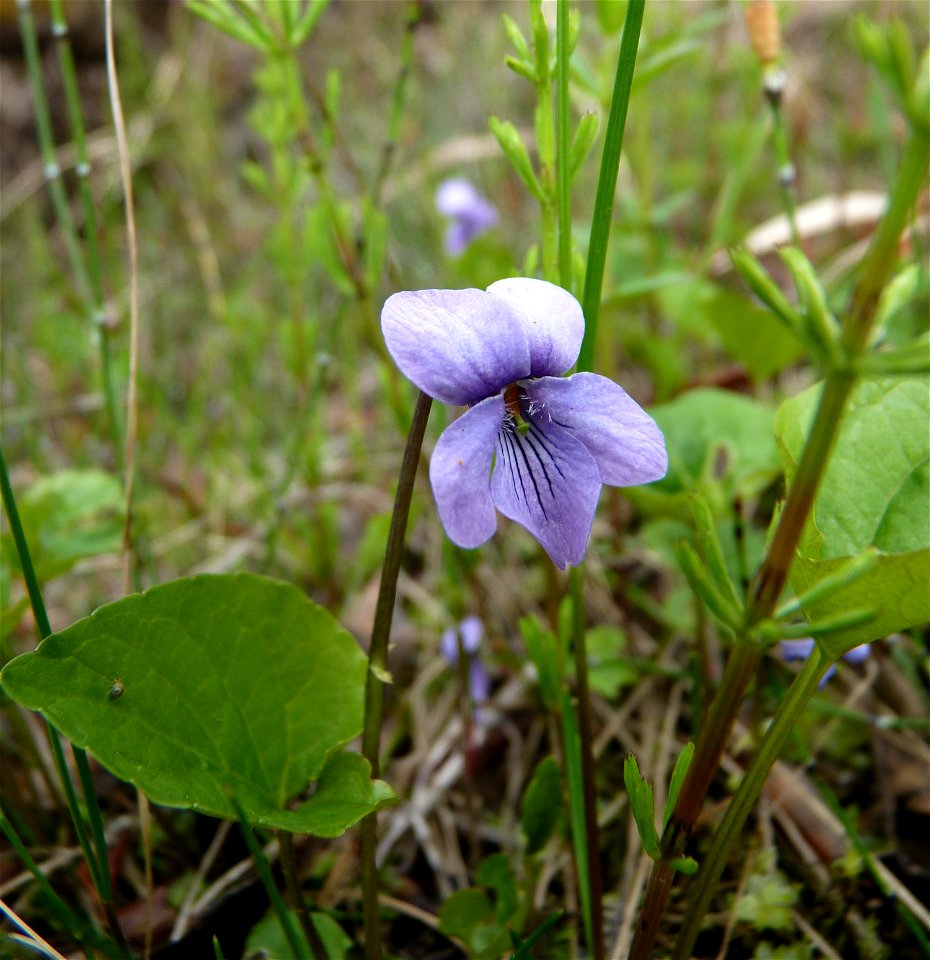 Marsh Violet_6-18-2011