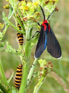 MOTH (Ctenucha brunnea) (7-16-2021) pela road, del norte co, ca -01