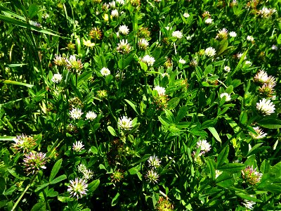 Trifolium squamosum L., 1759