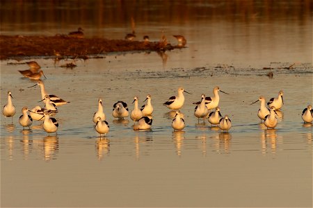 Fall Plumage American Avocets Huron Wetland Management District photo